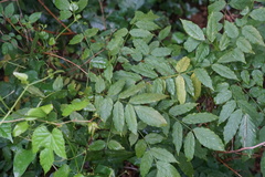 Wisteria floribunda