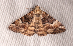 Aporoctena scierodes