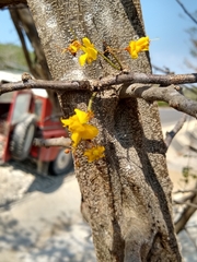 Haematoxylum brasiletto