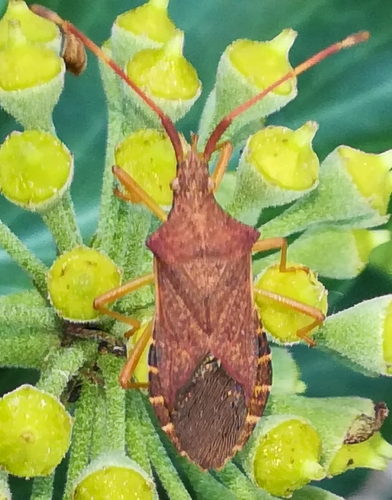 Box bug