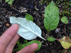 Adenocaulon chilense