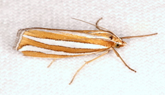 Hednota bivittella