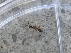 Glabridorsum stokesii