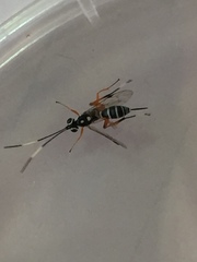 Glabridorsum stokesii