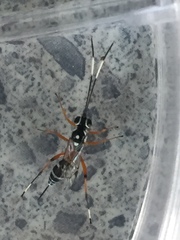 Glabridorsum stokesii