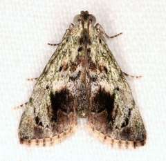 Enchesphora recurvalis