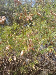 Diphysa carthagenensis