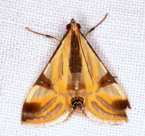 Talanga tolumnialis (Walker, 1859)