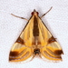 Fig Leaf Moth - Photo (c) Victor W Fazio III, some rights reserved (CC BY-NC), uploaded by Victor W Fazio III