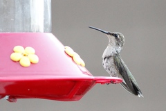 Archilochus alexandri