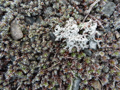 Stereocaulon saxatile