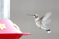 Archilochus alexandri