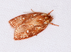 Euchaetis
