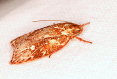 Euchaetis