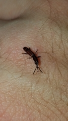 Paratrachelizus uncimanus