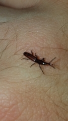 Paratrachelizus uncimanus