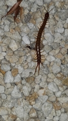 Scolopendra alternans