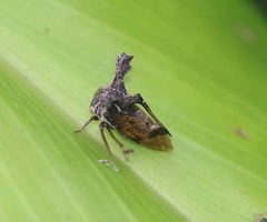 Anchon ulniforme
