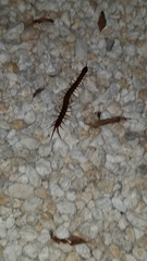 Scolopendra alternans