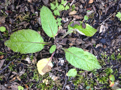 Adenocaulon chilense