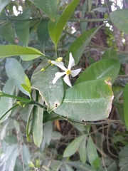 Tabernaemontana alba