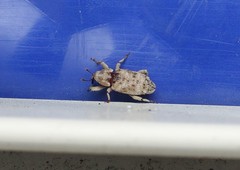 Mitrastethus baridioides