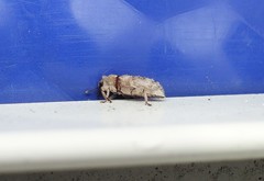 Mitrastethus baridioides