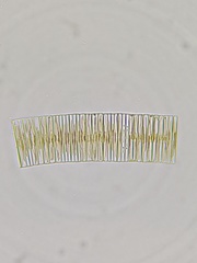 Fragilaria
