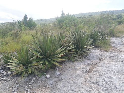 Agave angustiarum