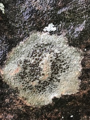 Lecanora pseudistera