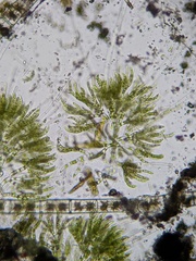 Chaetophora
