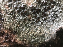 Lecanora pseudistera