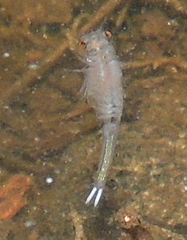 Eubranchipus