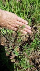 Castilleja exserta