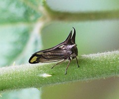 Choucentrus sinensis