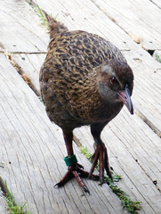 Gallirallus australis hectori
