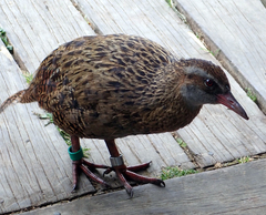 Gallirallus australis hectori