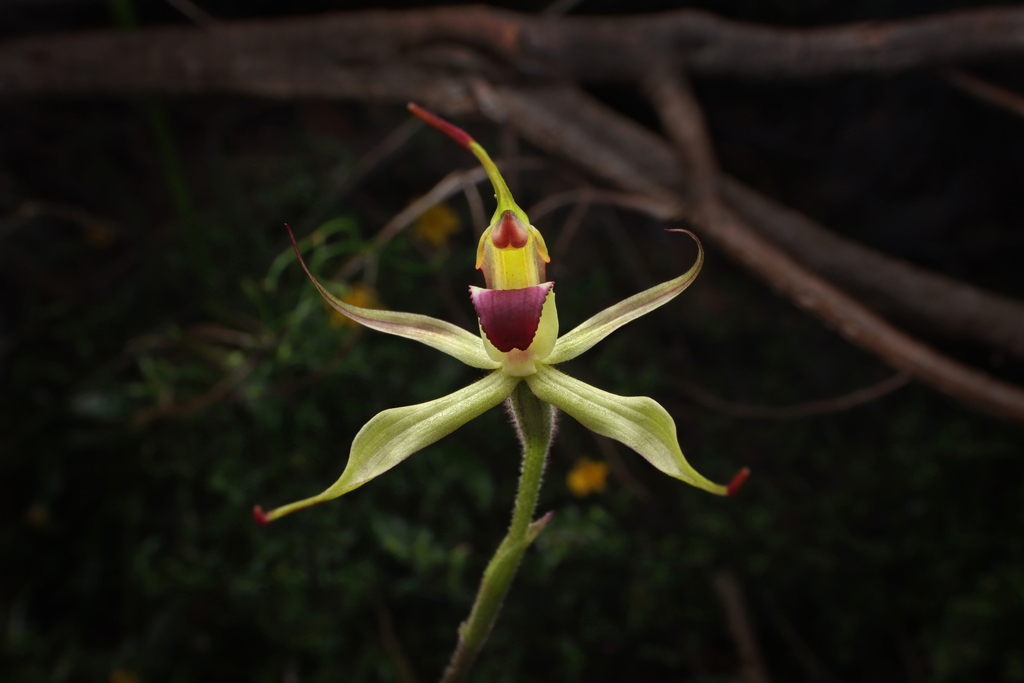 Narrow-lipped spider-orchid