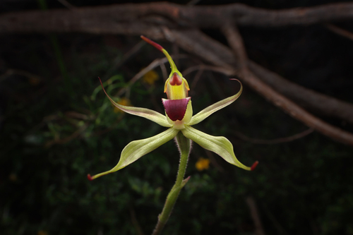 Caladenia leptochila Fitzg.