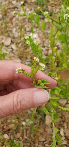Euploca procumbens iNat (1)