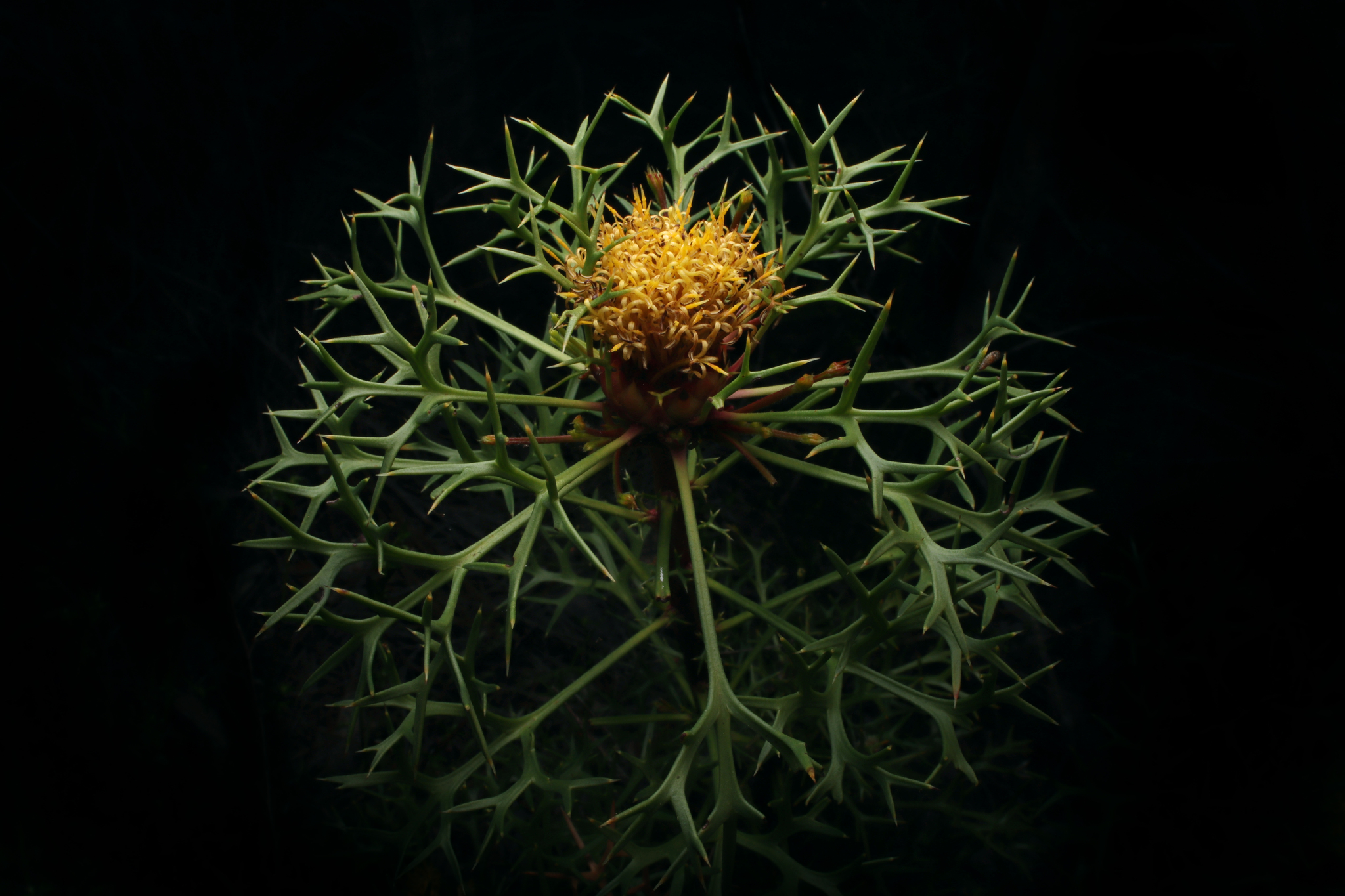 Isopogon