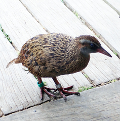 Gallirallus australis hectori