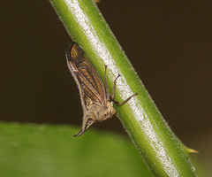 Choucentrus sinensis