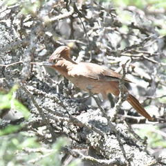 Pseudoseisura lophotes