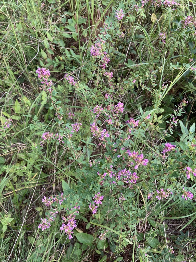 violet bush clover from Poplar Ln, Cumming, GA, US on September 18 ...