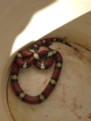 Lampropeltis gentilis