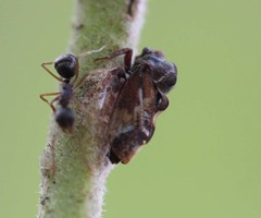 Ebhul varius