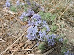 Eriastrum densifolium