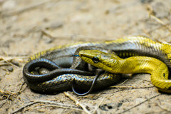 Celebes Black-Tailed Ratsnake photo 3
