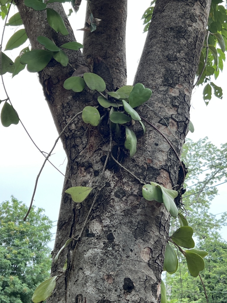 Hoya coeur (Hoya kerrii)